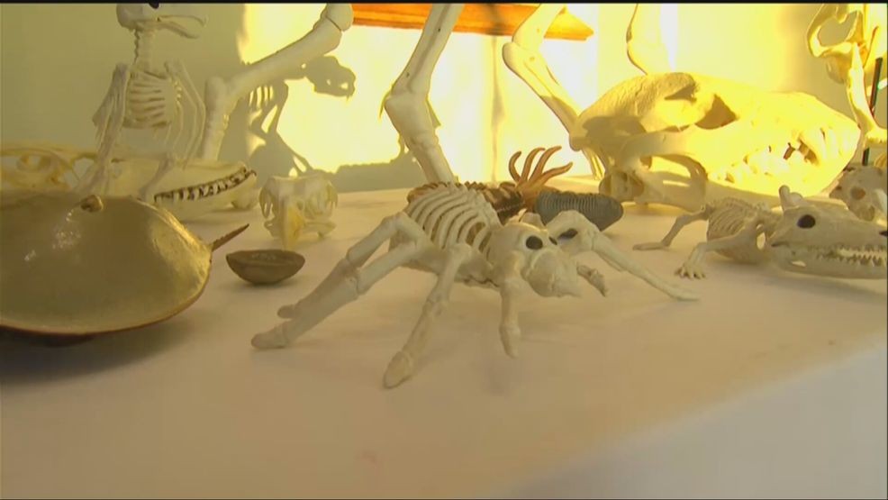 Halloween at the Castle offered day of spooky science Saturday — Fox 11 Green Bay Local, Amarillo Arts news