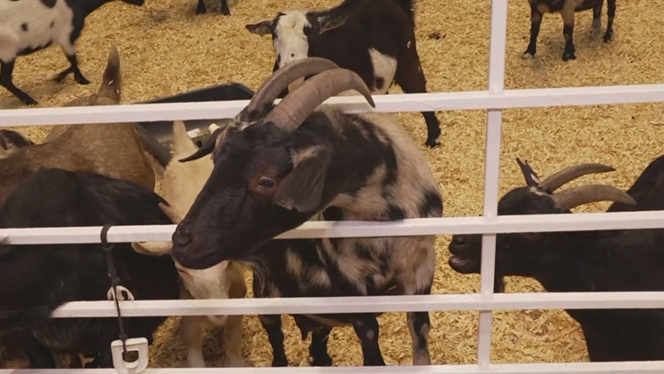 Health officials investigate E. coli cases possibly linked to State Fair of Texas petting zoo — Amarillo Health news