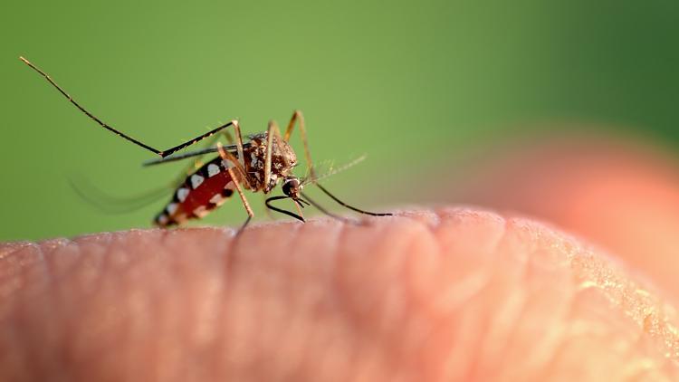 Dengue fever cases surpass 400 across Tampa Bay: See county-by-county numbers — WTSP 10 Tampa Bay, Amarillo Community news