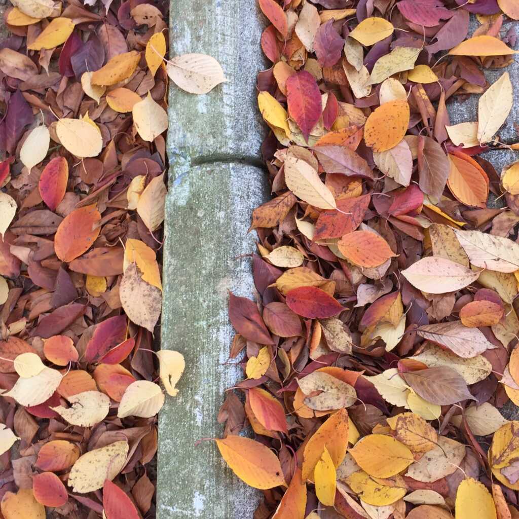 “Leaf collection season begins November 2” also “…District’s composting efforts this fall by dropping off pumpkins, gourds, and other acceptable food scraps at designated food waste collection locations” — PoPville DC, Amarillo Technology news